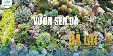 Gợi ý 10 vườn sen đá Đà Lạt uy tín, giá tốt và dễ mua nhất