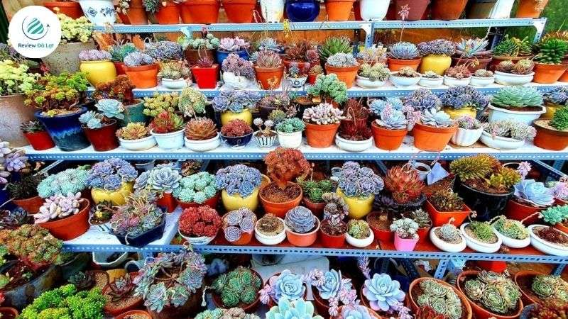 Thiên Đường Sen Đá Đà Lạt - Succulent 