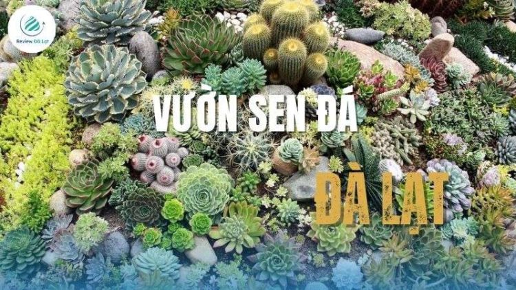 Gợi ý 10 vườn sen đá Đà Lạt uy tín, giá tốt và dễ mua nhất