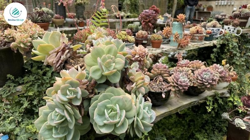 Vườn sen đá Đà Lạt Bá Vương Garden