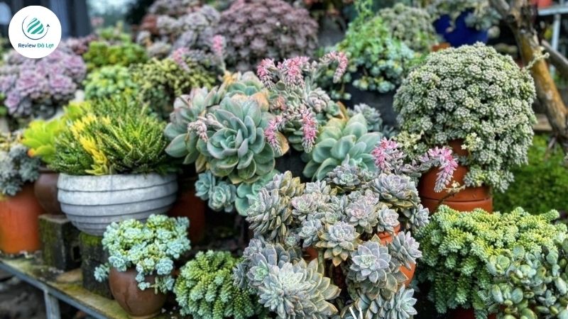 Khu vườn sen đá xanh tươi Đà Lạt
