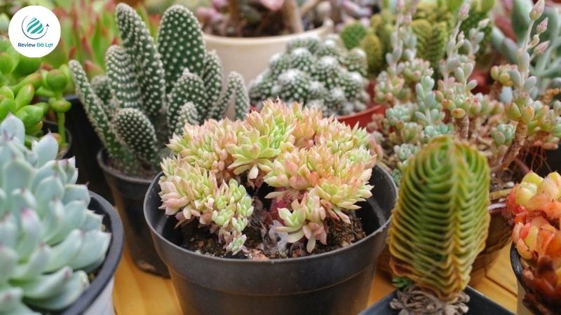 Sen đá Đà Lạt phân phối sỉ & lẻ