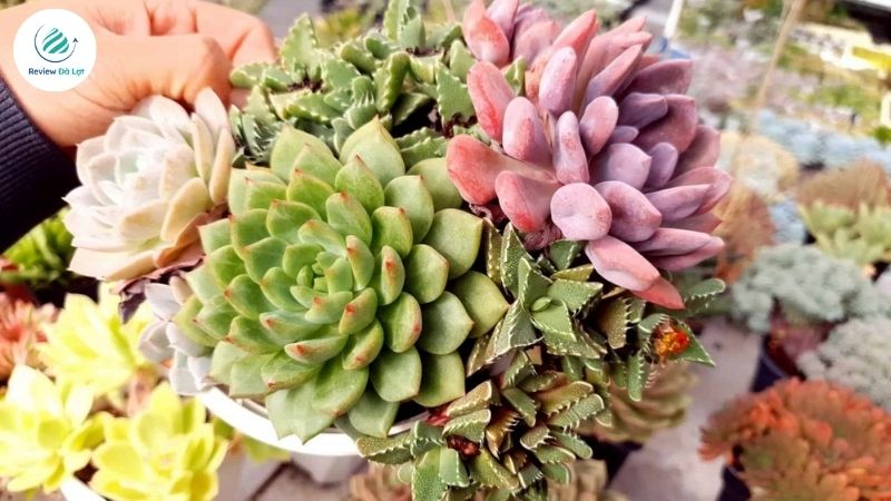 Khu vườn sen đá Đà Lạt - Phong Cách TA House